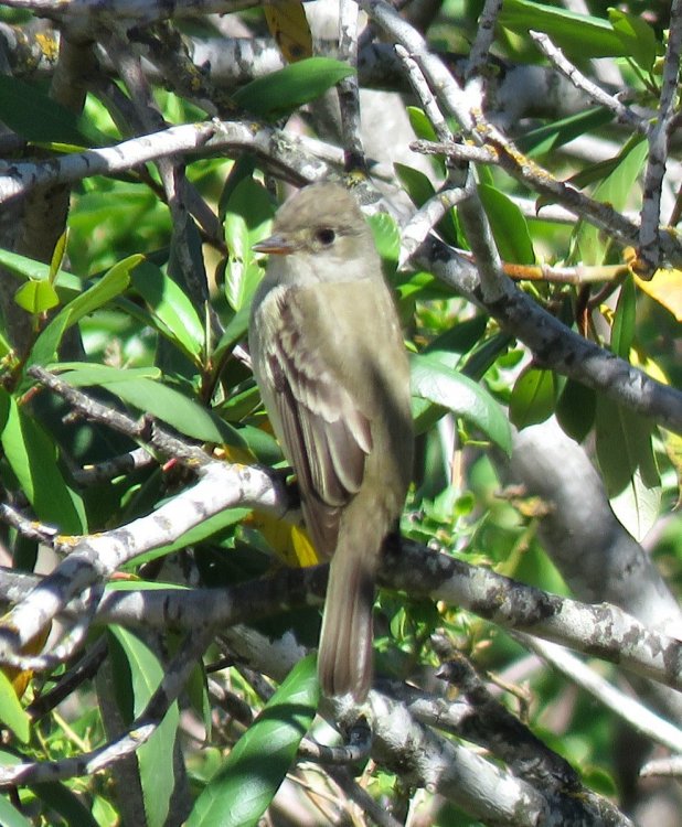 Empid ID - Help Me Identify a North American Bird - Whatbird Community