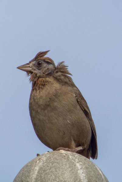 common bird with bad hairdo?  Any idea what brown bird this is in NO Ca?     filoli _0130.jpg