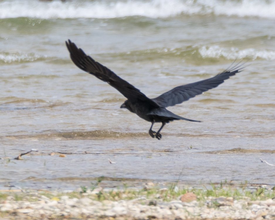 Common Raven if HandC-7535246.jpg