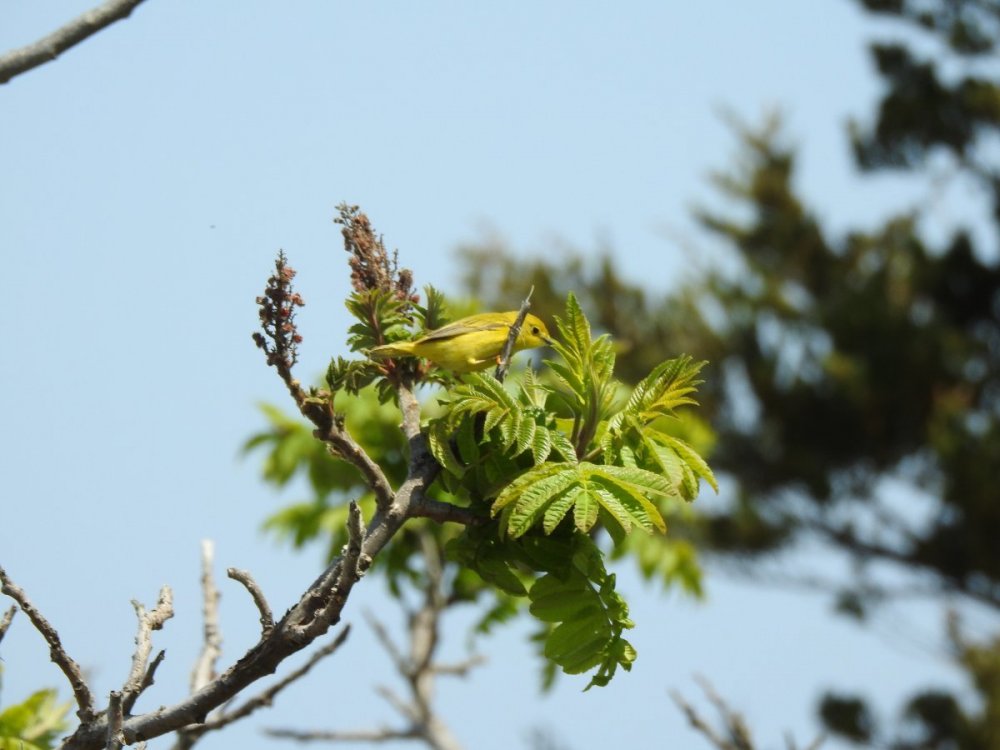 DSCN2954 - bird.JPG