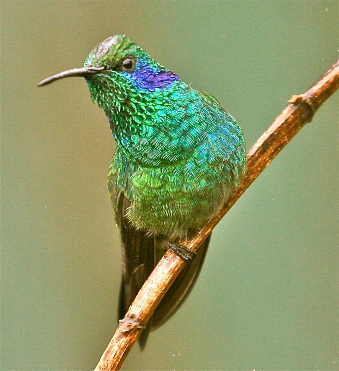 1567967398_HummingbirdLesserVioletear.thumb.JPG.99349e3f3051659d1bb05252054cb5ea.JPG