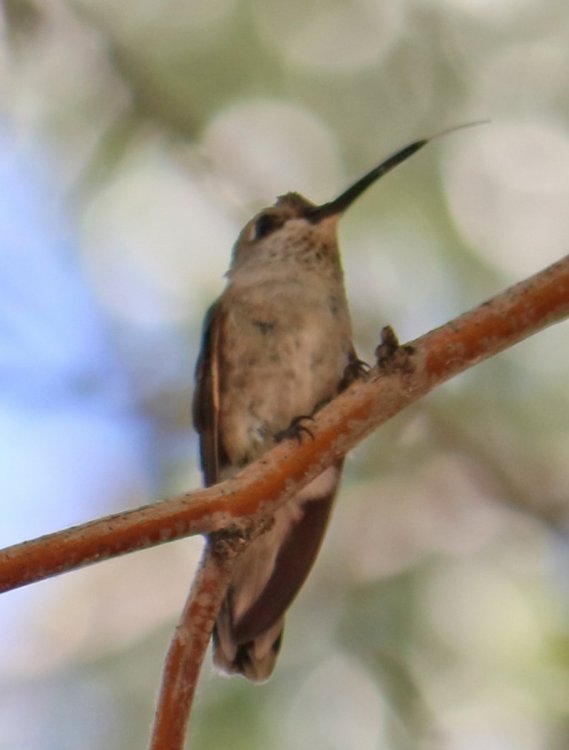 unknown hummingbird1c.jpg
