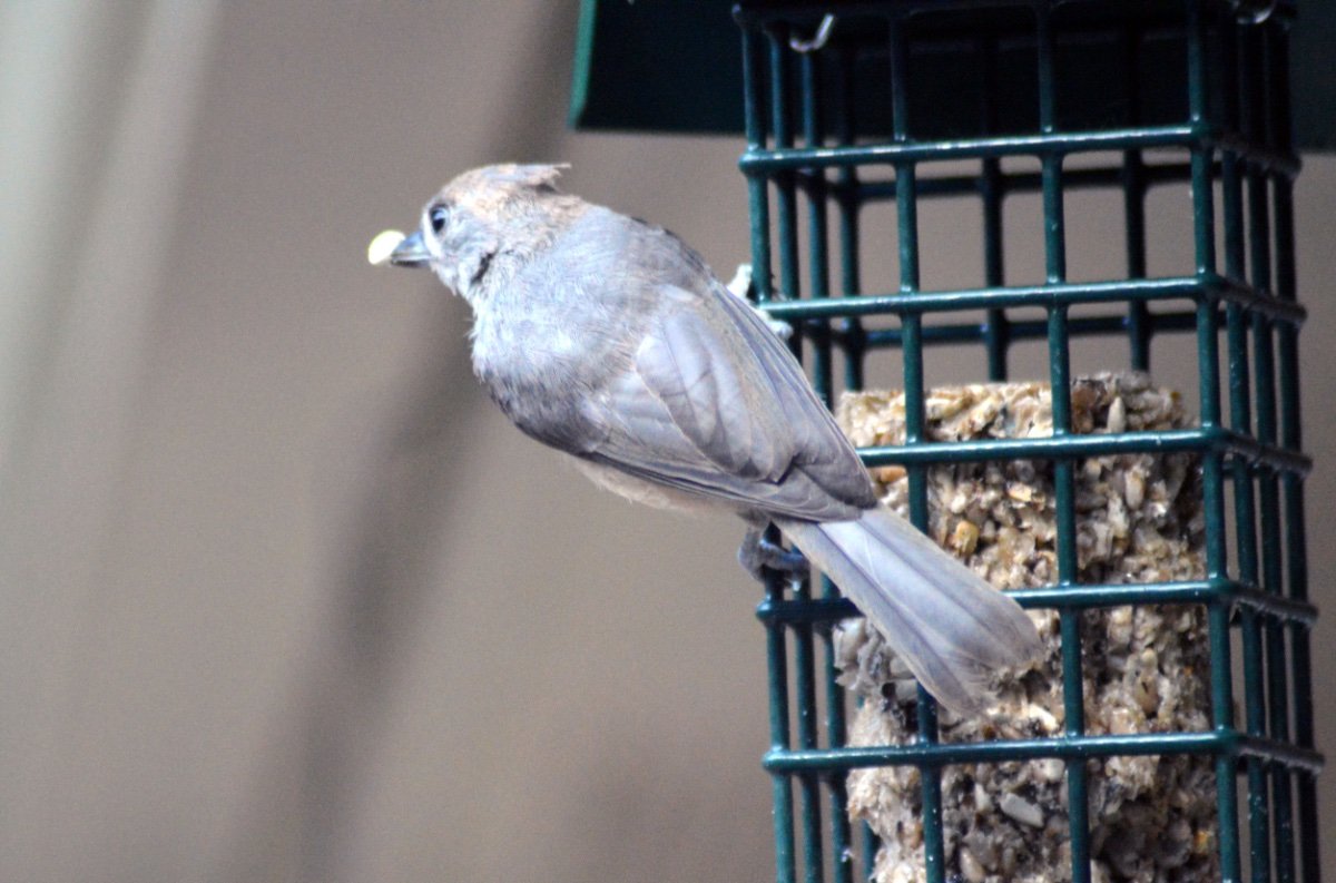 tufted-titmouse-help-me-identify-a-north-american-bird-whatbird-community