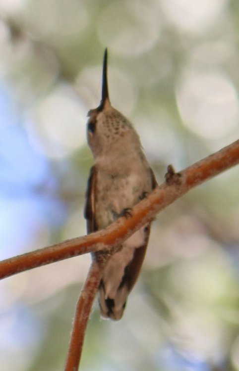 unknown hummingbird1d.jpg