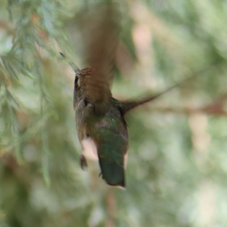 unknown hummingbird1b.jpg