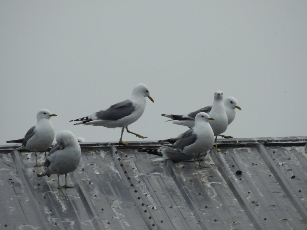 Gulls Anchorage.JPG