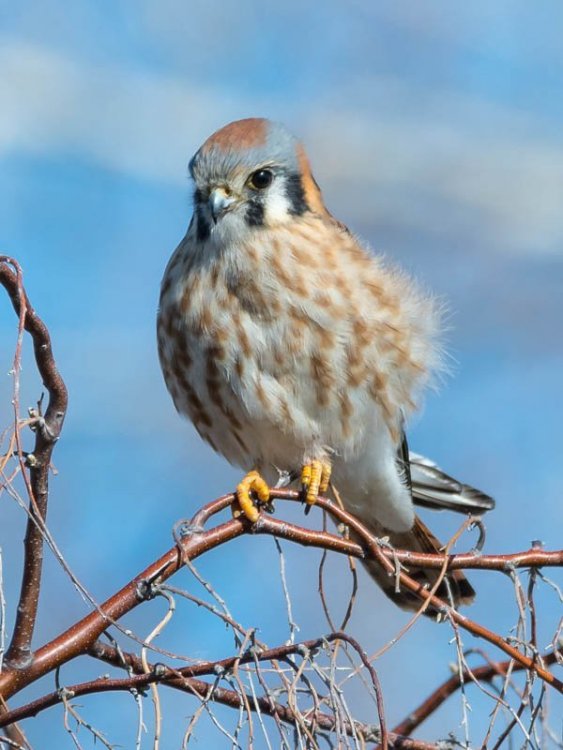 BirdForum-19693.thumb.jpg.01032ef2284d2da92cb122f66d011616.jpg