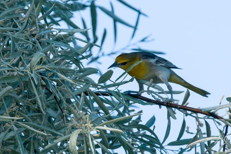 BirdForum-45951.jpg.227e03aa2fcb4acf1a20aaea2487f4d1.jpg