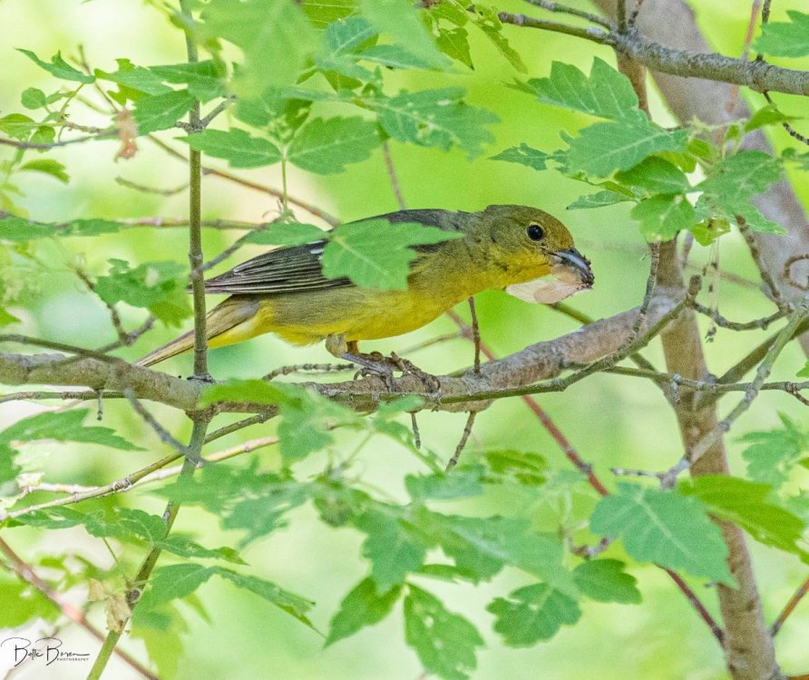 Please Help Identify This Bird Help Me Identify A North American