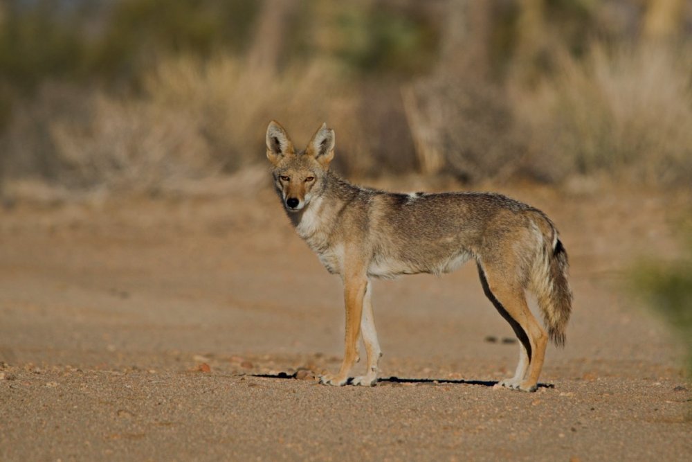 coyote DSC01740 1.jpg