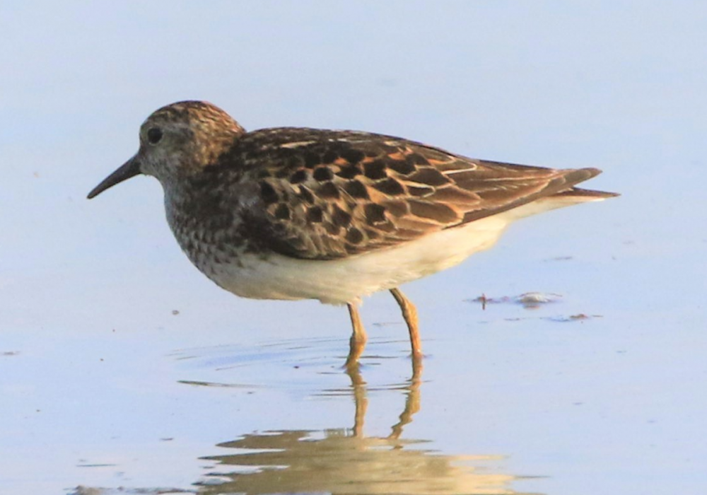 Sandpipers - NJ - 3.PNG
