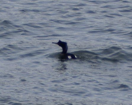 poss pelagic cormorant DSC_8995.jpg