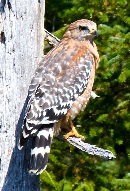 1844193478_HawkRed-shouldered.thumb.jpg.abb0c3f4c4ce8aec01f0ff33c3a738ed.jpg