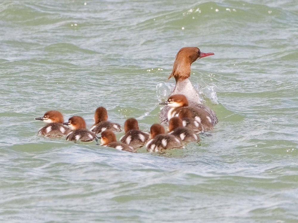 Common Merganser 1f 8 chicks CollHar 7535384-.jpg