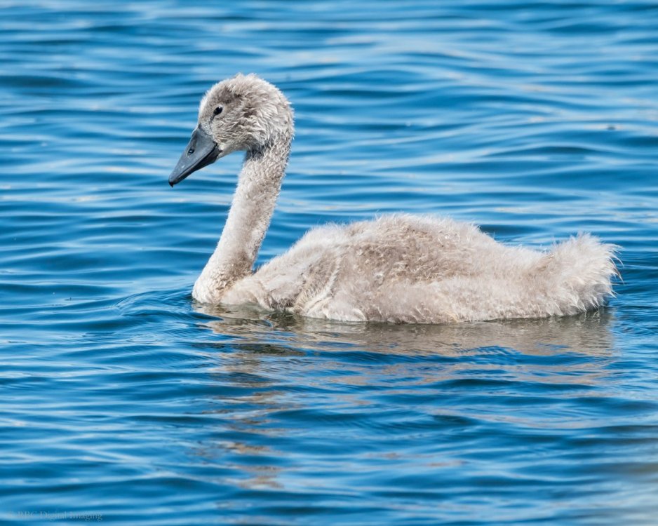 Mute Swan cygnet HVT-7536298.jpg
