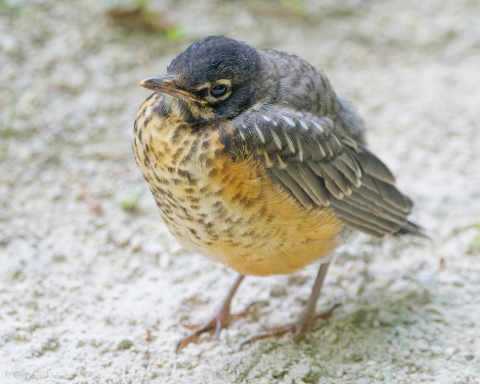 American Robin 1juv EcoP 7535993-.jpg