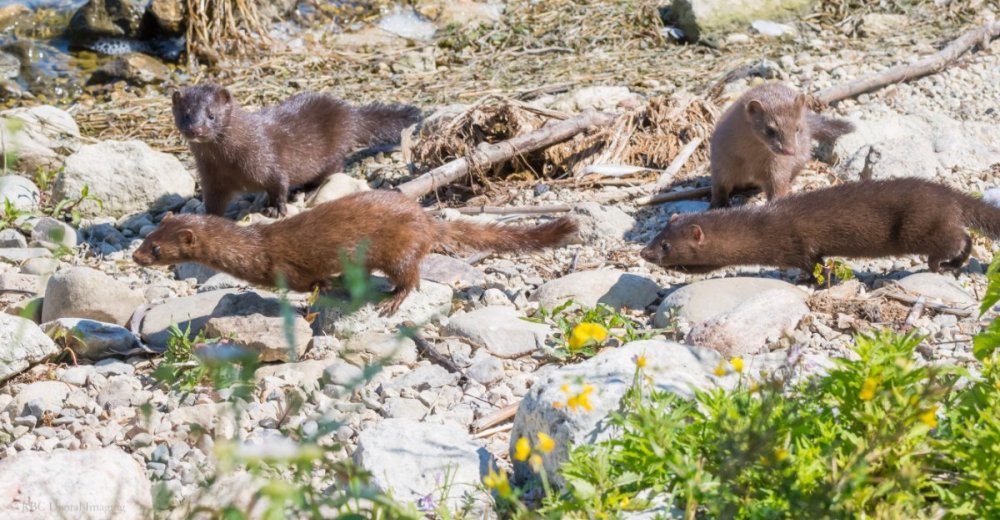 American Mink family HVT-7536311.jpg