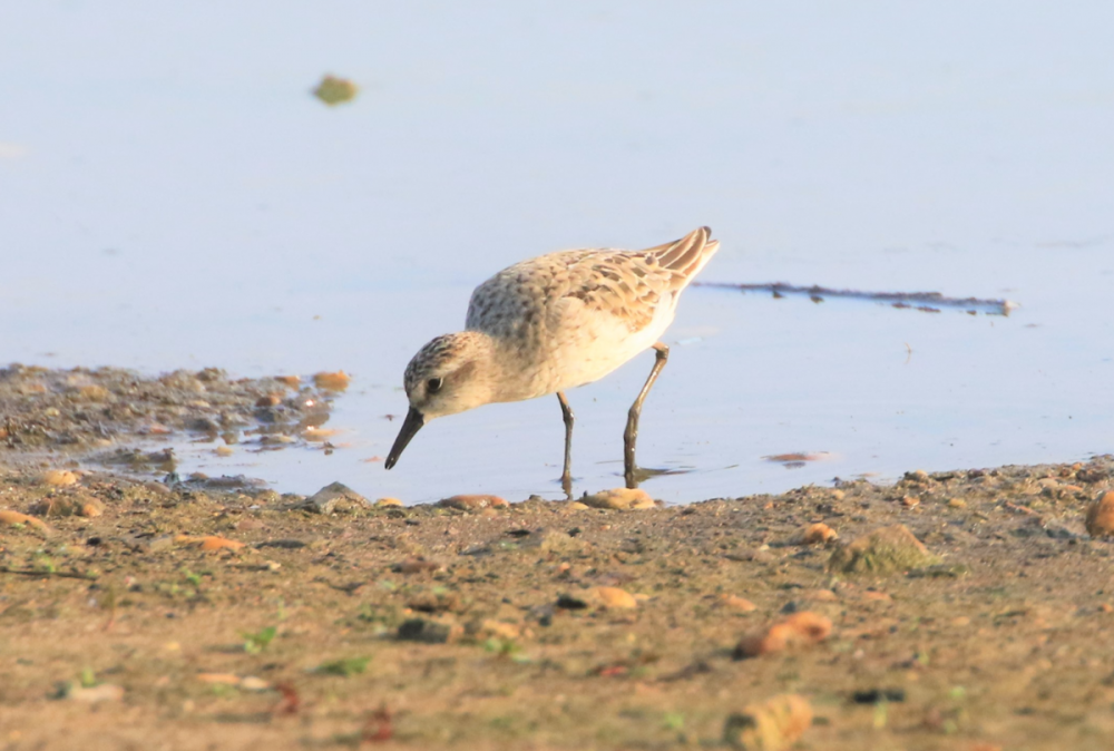 Sandpipers - NJ - - 2.PNG