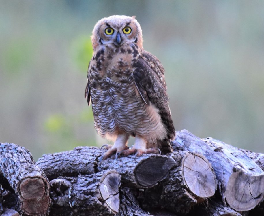 600owl1wp1.JPG