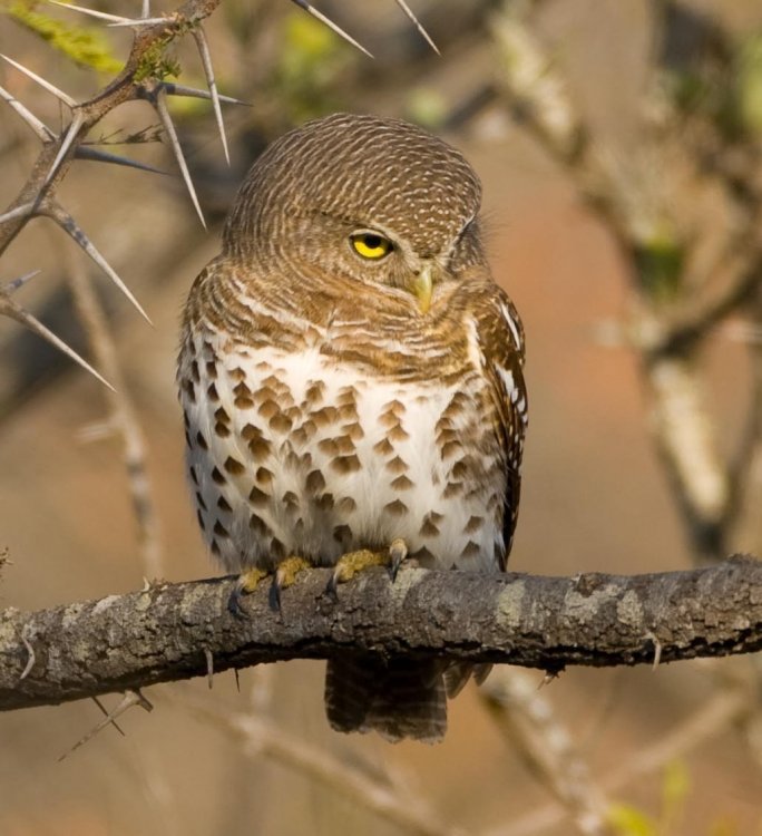 608429250_OwlPearl-spottedRoyalMalewane-018.thumb.jpg.57fd996d0894296eef0d3ed6c902ca87.jpg