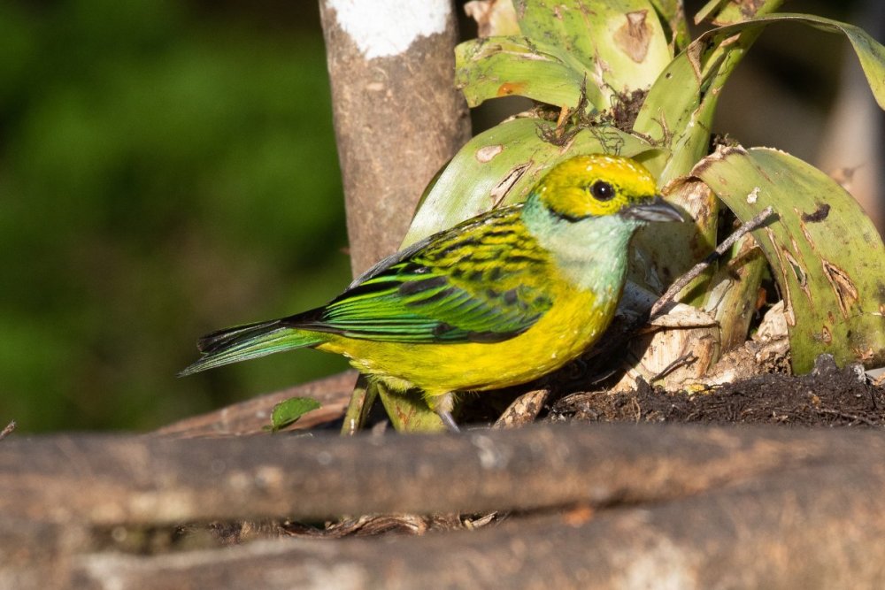 640453537_TanagerSilver-throated.CR2020.thumb.jpg.c3a275094409651d0f8c8958836d5724.jpg