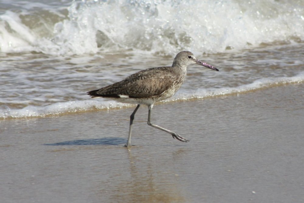 Willet - Outer Banks, NC.JPG