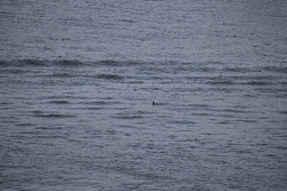 poss pelagic cormorant DSC_8995-.JPG