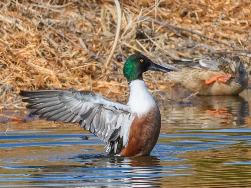 BirdForum-38754.jpg.83c208e465ff743ea0a46a11608f6f20.jpg