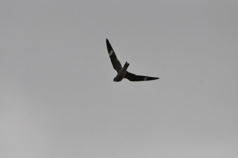 DSC_0105.JPG