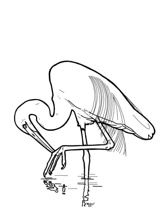 GreatEgret.png