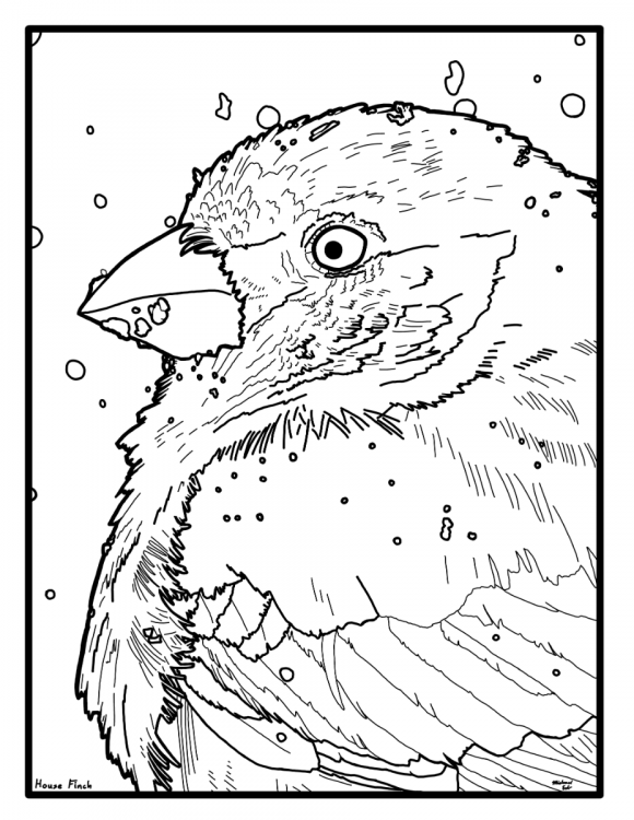 HouseFinch.png