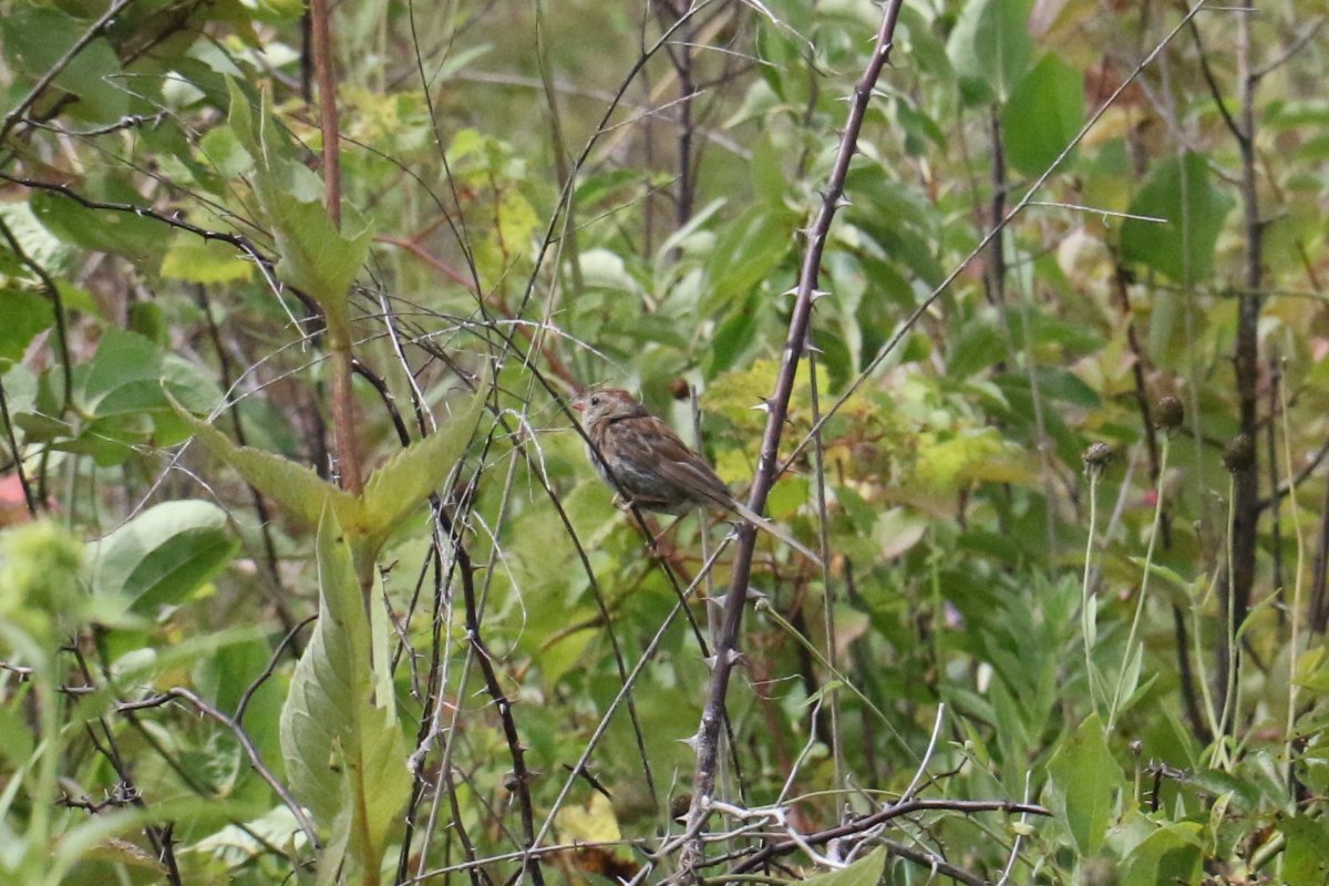 Iowa sparrow help me identify a north american bird whatbird community