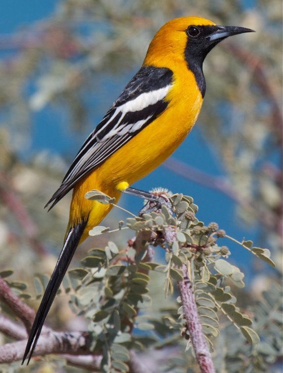 1272316727_OrioleHooded.thumb.jpg.90db223c145a95e118741f579753d193.jpg