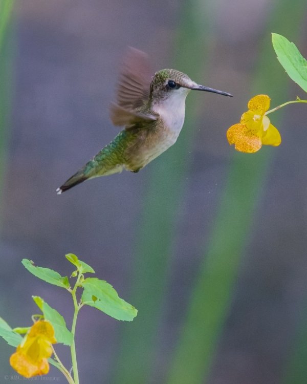 Ruby-throated Hummingbird if HVT 7539259-.jpg