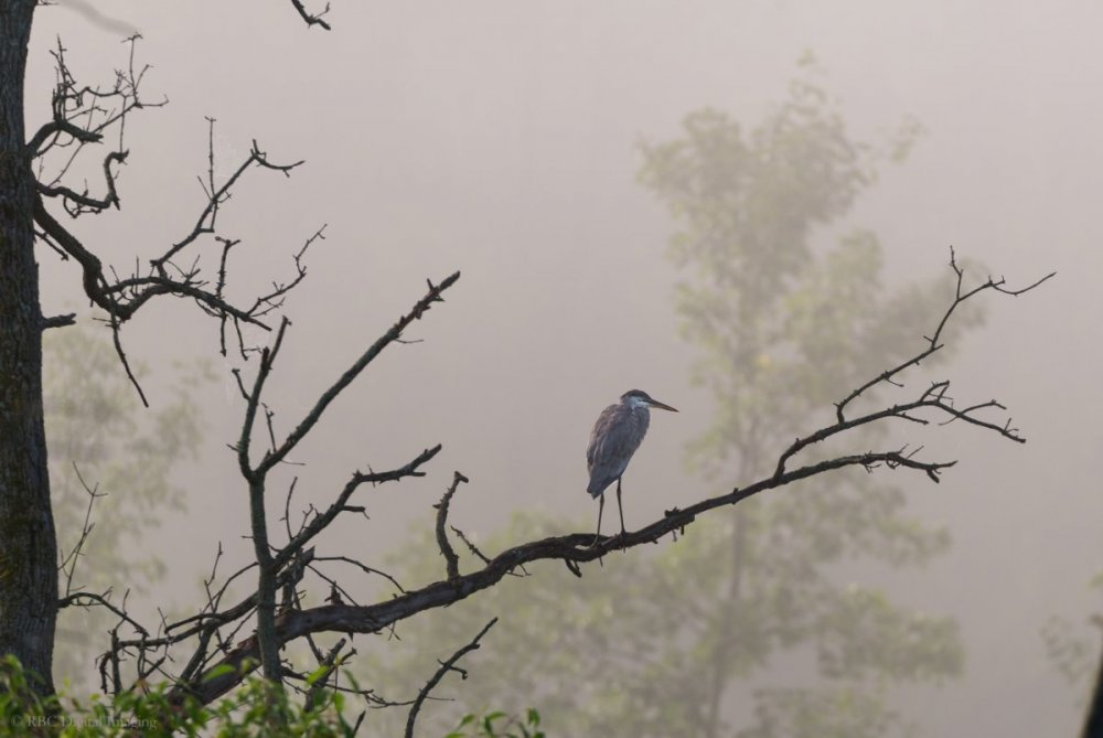 Great Blue Heron C2-4739.jpg