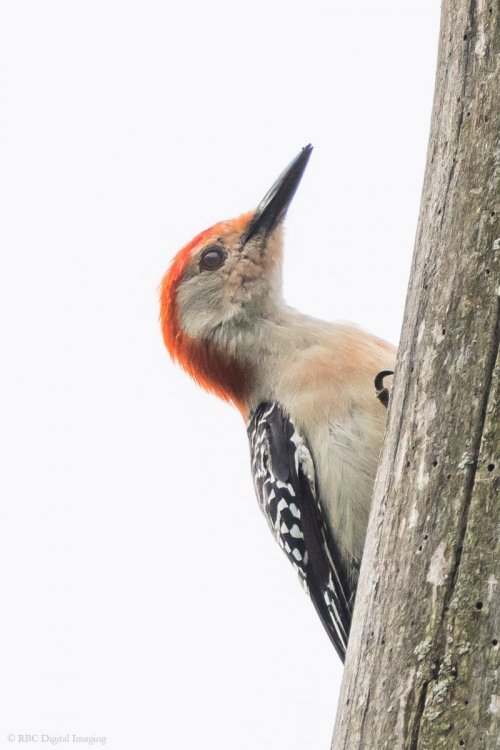 Red-bellied Woodpecker 1m SunnConc2-7536624.jpg