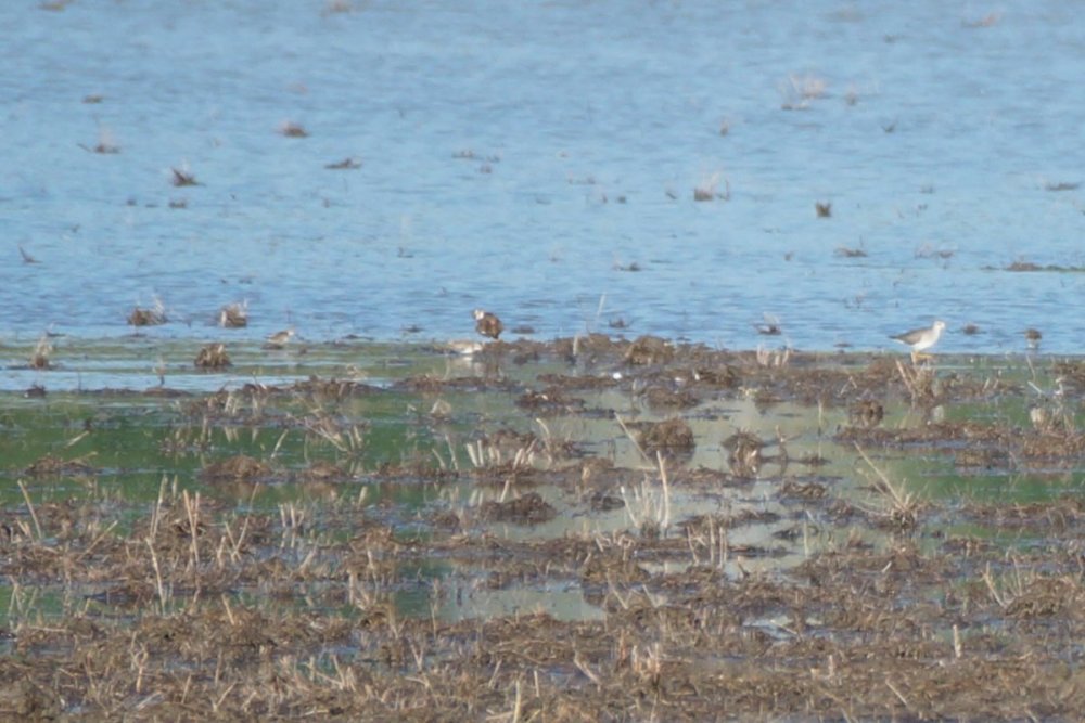Baird's Sandpiper.JPG