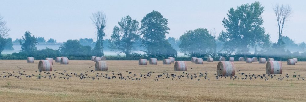 European Starling flock C2-7537847.jpg