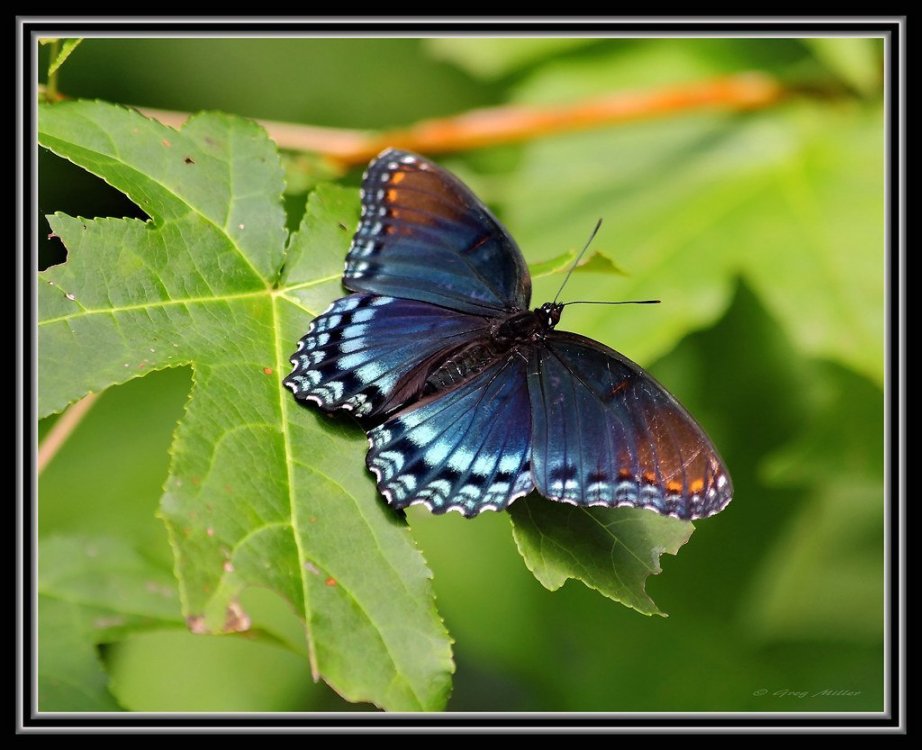 Red-spotted Purple.jpg