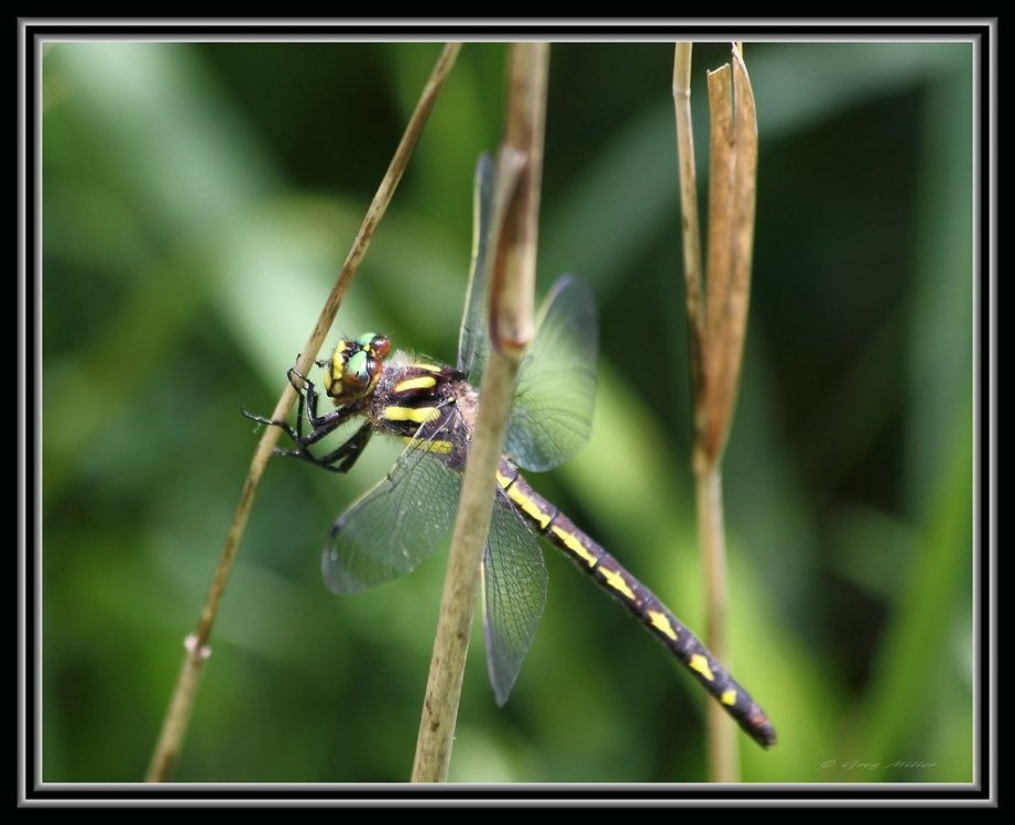 Delta-spotted Spiketail.jpg