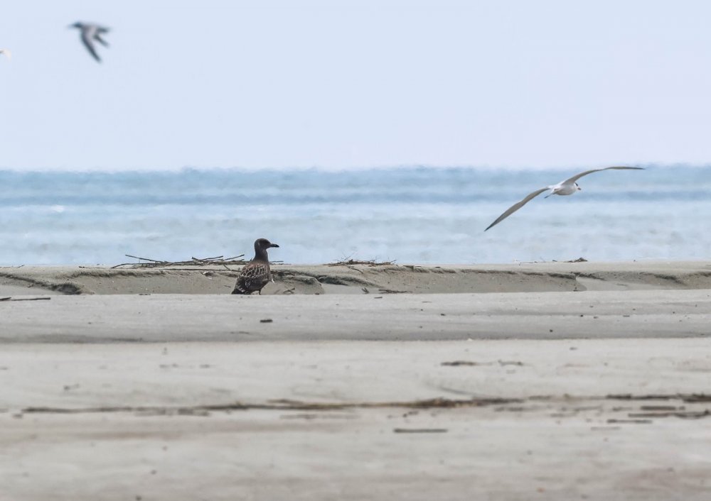 BIRDID-1.JPG-3.JPG