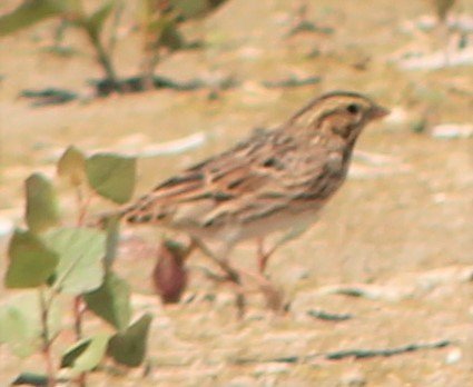 sparrow2.2.jpg
