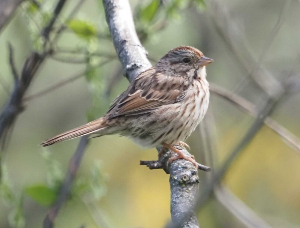 maybe Lincoln's Sparrow 9292659.jpg