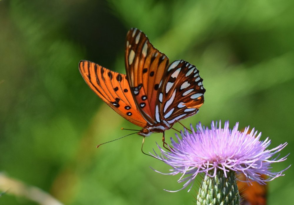 1172268176_GulfFritillary9-4.thumb.jpg.14113371bd3db52e4bab01e9b0339b75.jpg