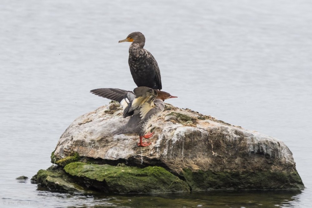 Common Merganser 1f rock 2 Cormorant CollHar-7530604.jpg