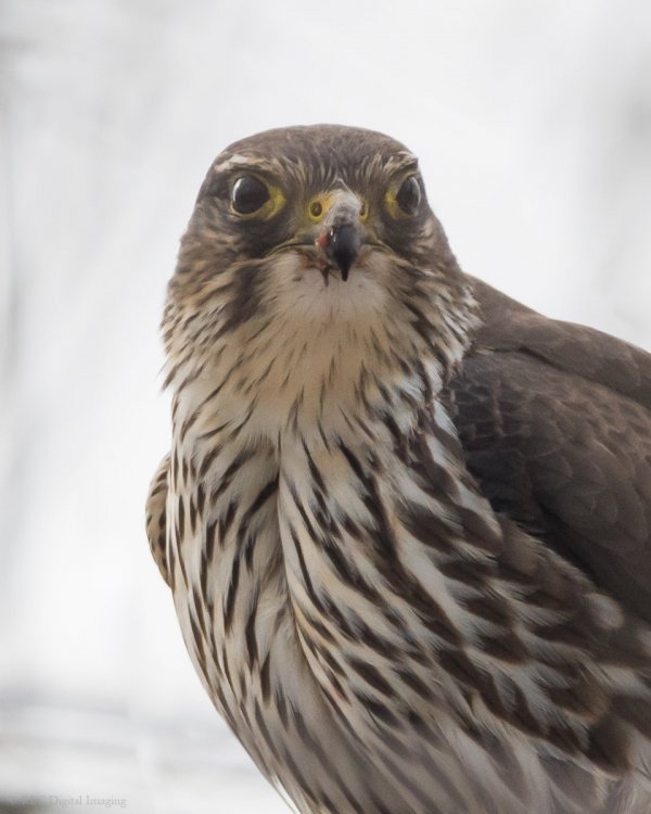 Merlin crop HVT-7509884.jpg