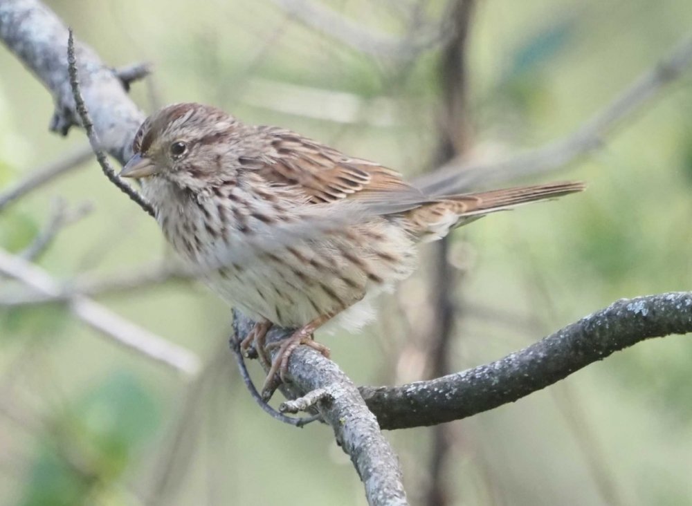 maybe Lincoln's Sparrow 9292652.jpg
