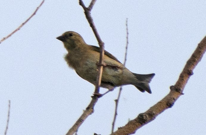 American Goldfinch From Underneath Help Me Identify A North American