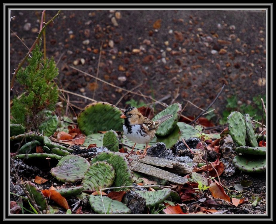 Zonotrichia querula.jpg
