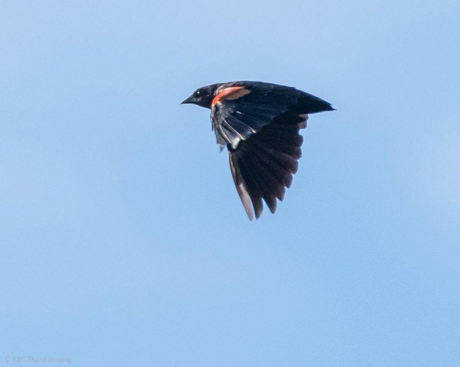 Red-winged Blackbird 1m if no tail EcoP-7540621.jpg